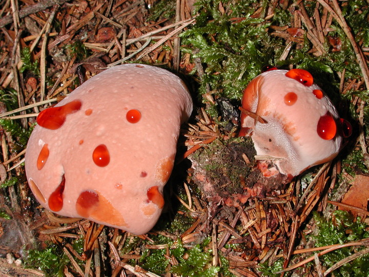 Hydnellum ferrugineum