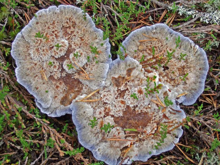 Hydnellum caeruleum