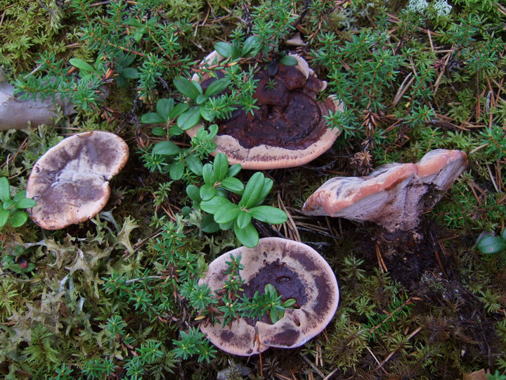 Hydnellum ferrugineum