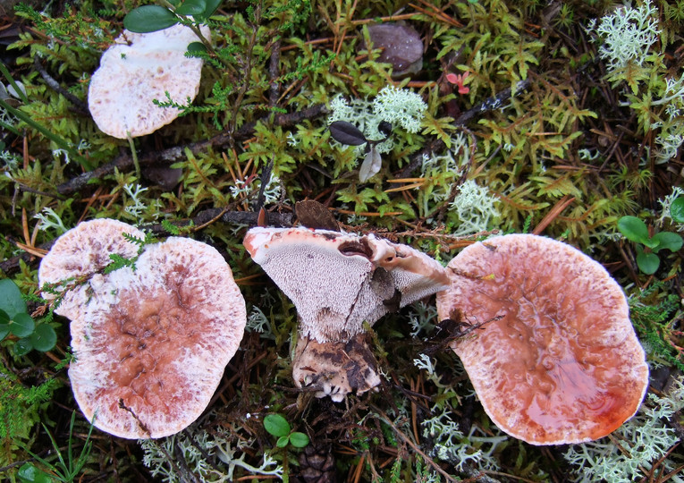 Hydnellum ferrugineum