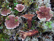 Hydnellum auratile