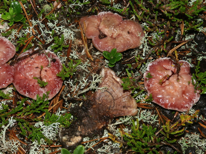 Hydnellum peckii