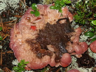 Hydnellum peckii