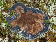 Hydnellum caeruleum