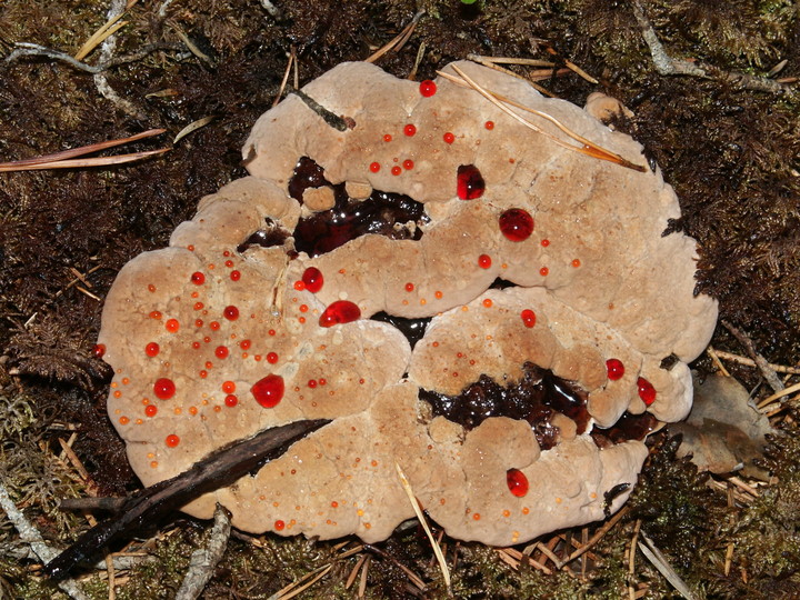 Hydnellum peckii