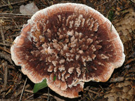 Hydnellum peckii