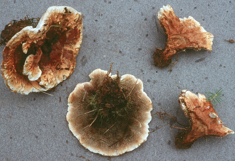 Hydnellum aurantiacum