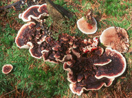 Hydnellum peckii