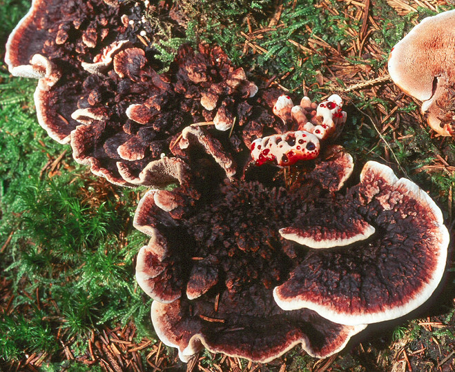 Hydnellum peckii