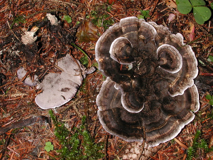 Phellodon connatus