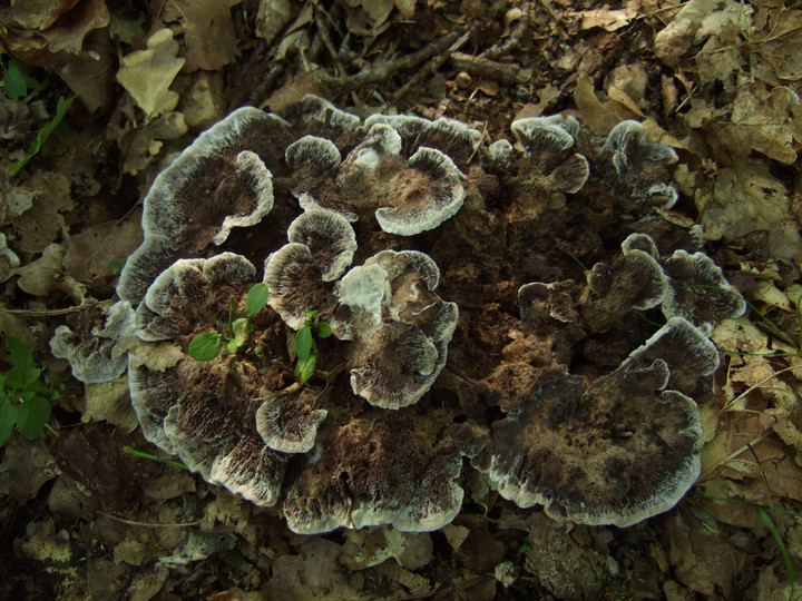 Phellodon confluens