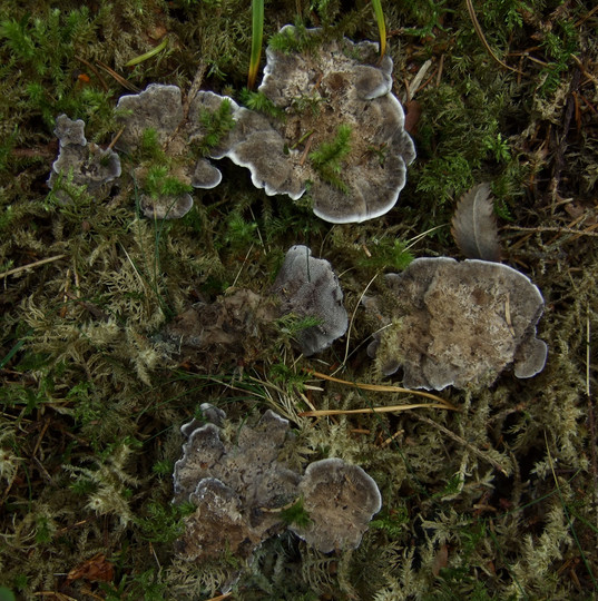 Phellodon niger