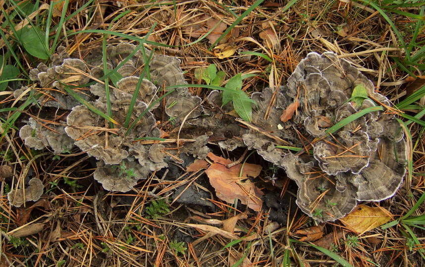 Phellodon niger