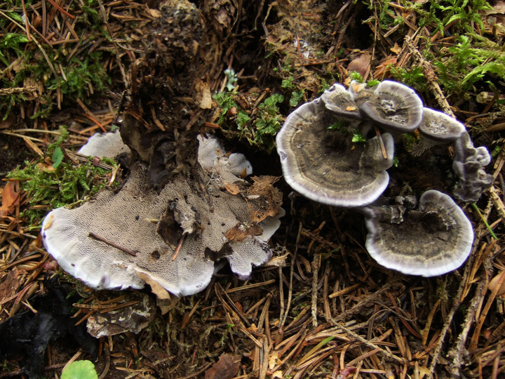 Phellodon niger