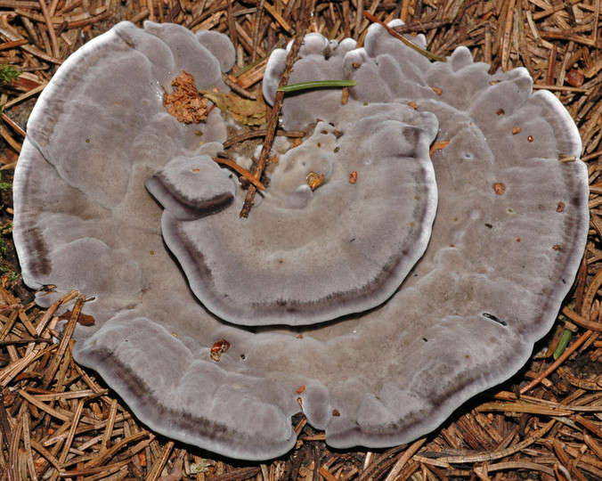 Phellodon niger