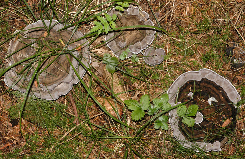 Phellodon niger