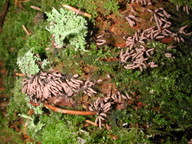 Stemonitis fusca