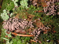 Stemonitis fusca