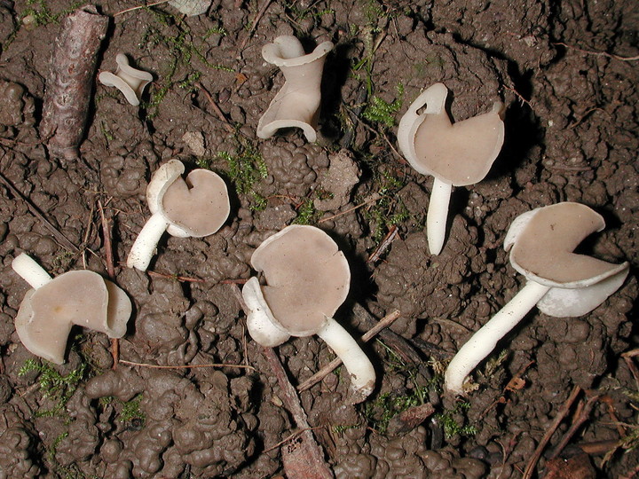 Helvella stevensii