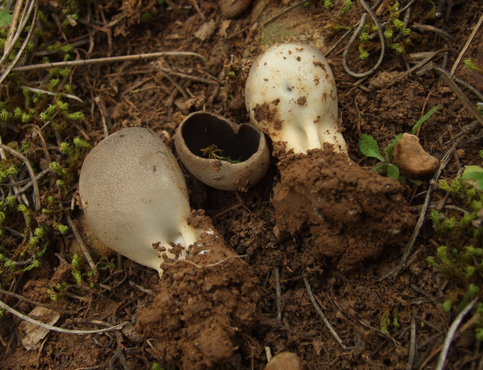 Helvella leucomelaena