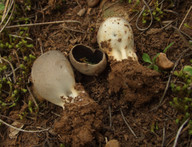 Helvella leucomelaena