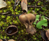 Helvella acetabulum