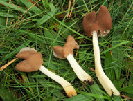 Helvella albella