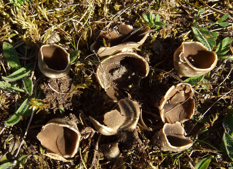 Helvella solitaria