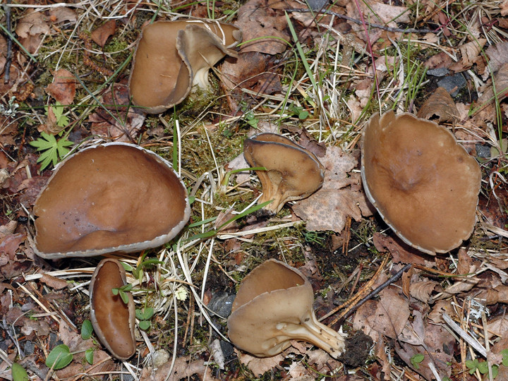 Helvella acetabulum