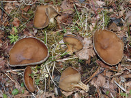 Helvella acetabulum