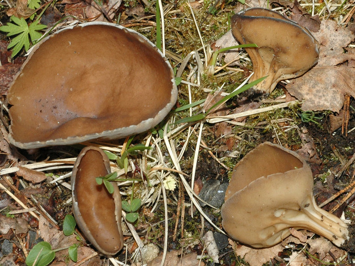 Helvella acetabulum