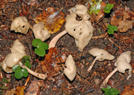 Helvella elastica