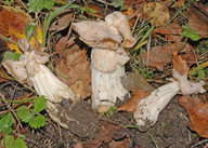 Helvella crispa