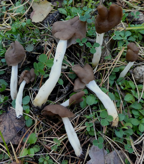 Helvella albella