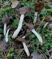 Helvella albella