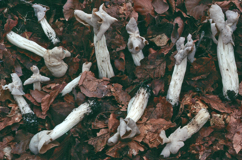 Helvella crispa