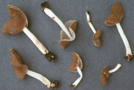 Helvella elastica