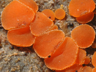 Coprobia granulata