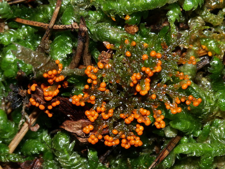 Trichia decipiens