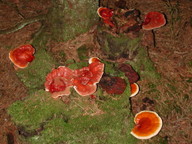 Ganoderma lucidum