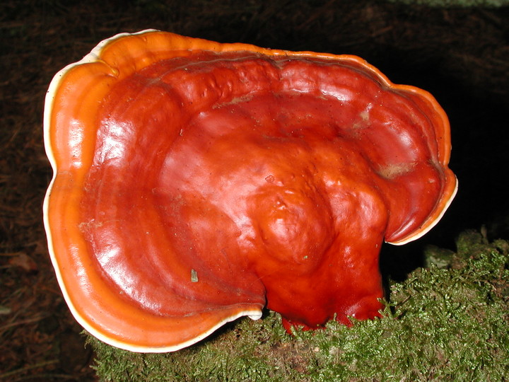 Ganoderma lucidum