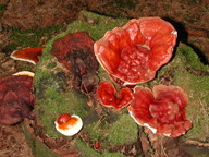 Ganoderma lucidum