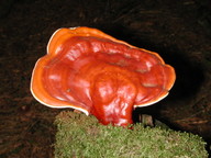 Ganoderma lucidum