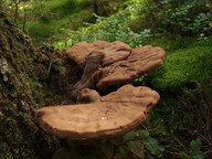 Ganoderma lucidum