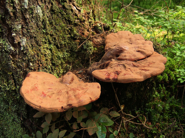 Ganoderma lucidum