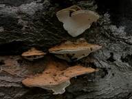 Ganoderma applanatum