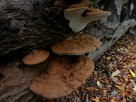 Ganoderma applanatum