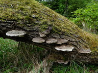 Ganoderma applanatum