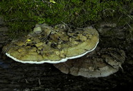 Ganoderma applanatum