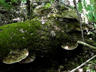 Ganoderma applanatum